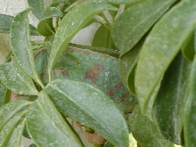 close up on spots