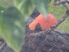 mmmm watermellon