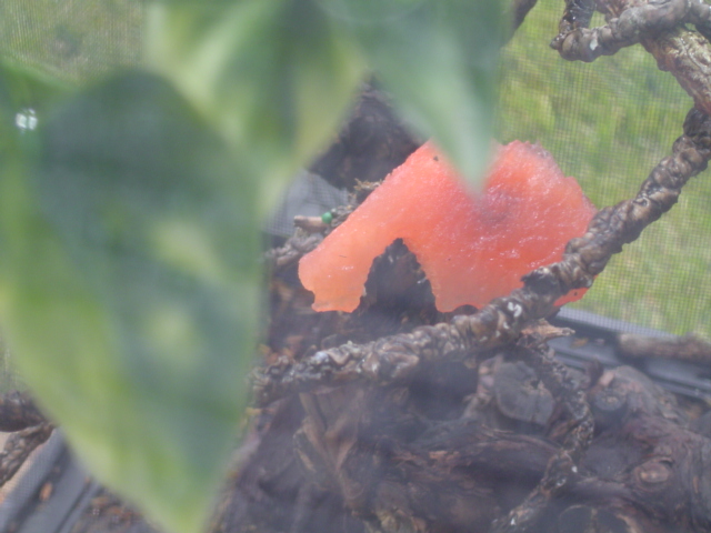 mmmm watermellon