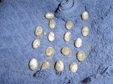 eggs2