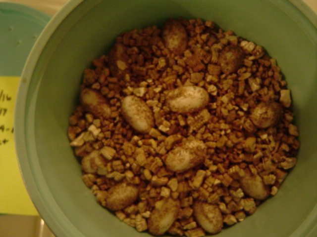 eggs10-16