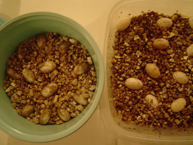 eggs-compare