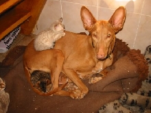 Alia & Seven week kittens