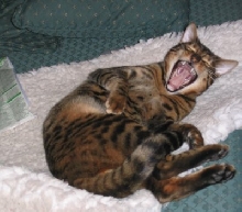 Tommy Big Mouth