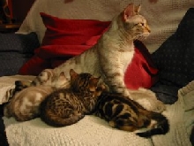Ben-Ezhar Orchid & Kids