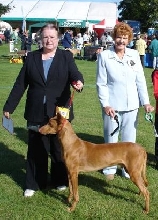 Ch Ezhar The Colonel,CC & BOB Darlington 05, 11yrs 3 month