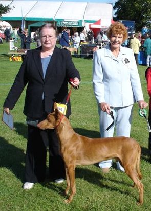 Ch Ezhar The Colonel,CC & BOB Darlington 05, 11yrs 3 month