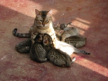Shaula & Kids