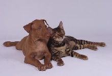 Tommy & 7 week old Pharaoh Hound Pup