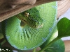 gtp1