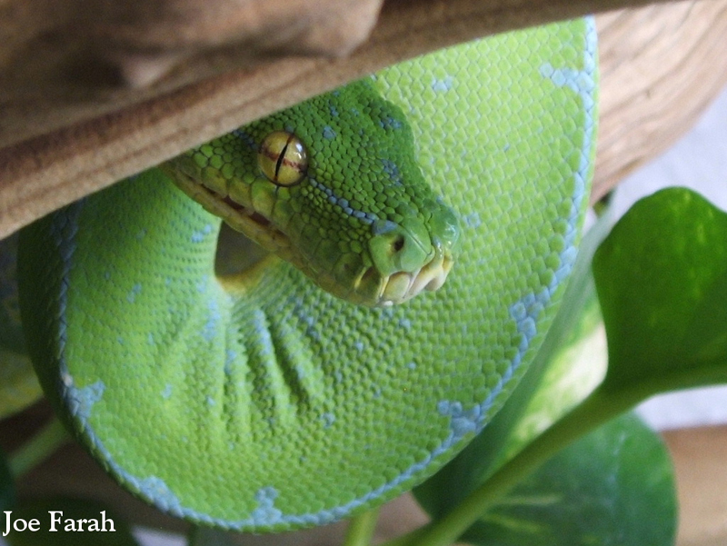 gtp1