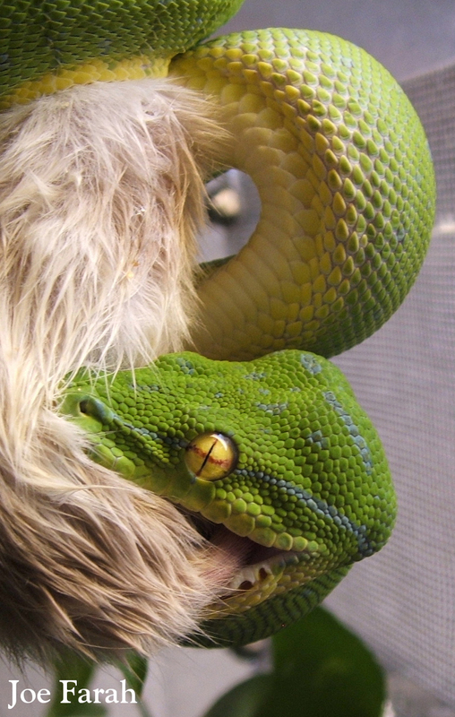 gtp2