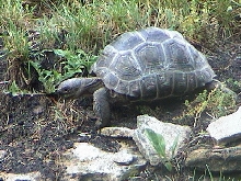 Aldabra Tortoise
