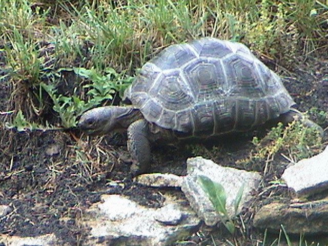 Aldabra Tortoise