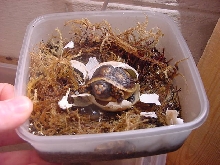 hatchling redfroot
