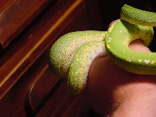 gtp mites?