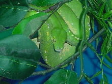 GTP