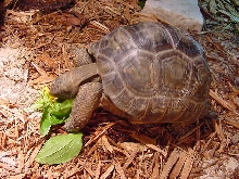 aldabra eating