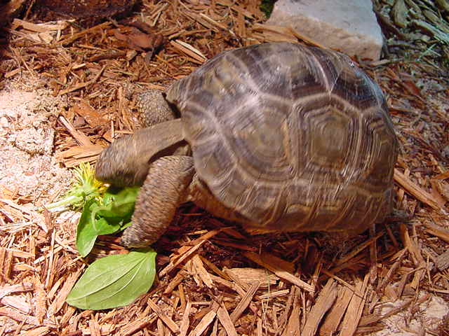 aldabra eating