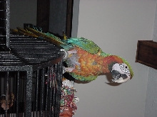 harlequin macaw