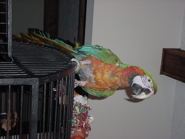 harlequin macaw