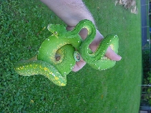 green tree python