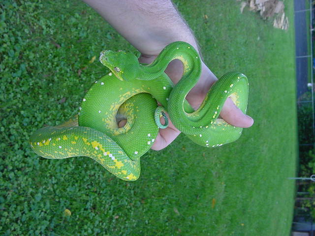 green tree python