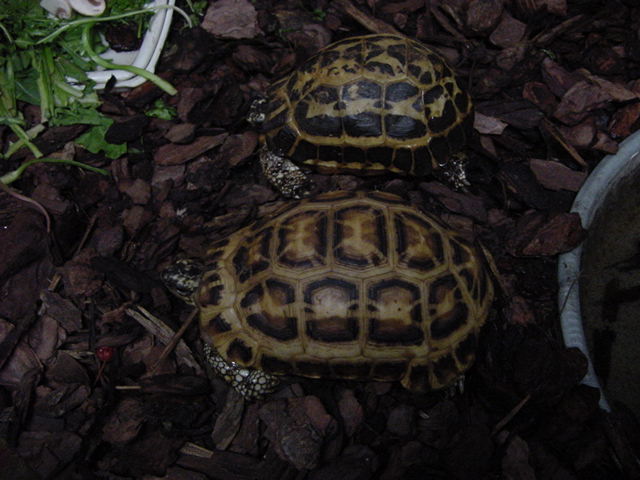 Pyxis a. a.