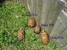arachnoides group