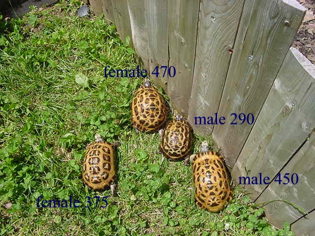 arachnoides group