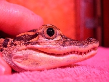 Is this a spectacled or gator?