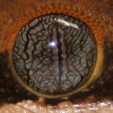 Sarasinorum Eye
