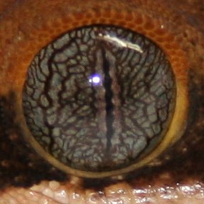Sarasinorum Eye