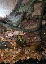 FIRE BELLY  TOAD