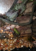 FIRE BELLY  TOAD