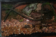 FIRE BELLY TOAD