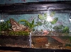 firebelly toads