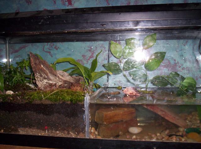 firebelly toads