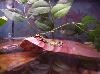 firebelly toads
