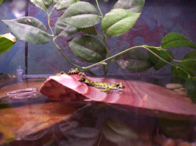 firebelly toads