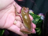 white's tree frog