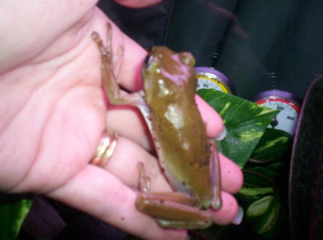 white's tree frog