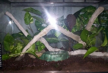 white's tree frog setup