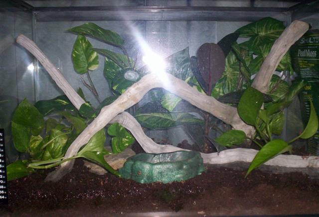 white's tree frog setup