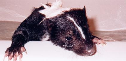 bathtime finneus!