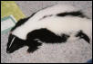 flat finneus