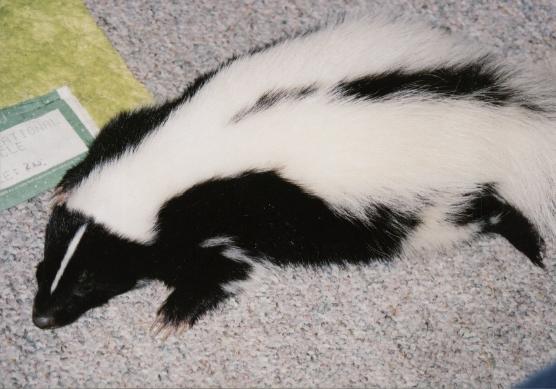 flat finneus