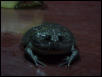 Budgett's frog