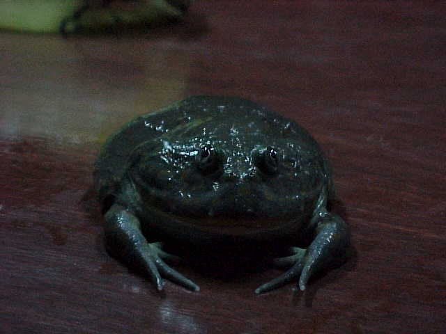Budgett's frog