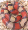 Tricolor Hypo Honduran baby